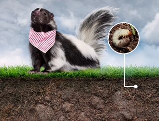 Traitement vers blancs Lachute