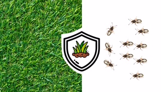 Traitement contre les insectes Lachute,